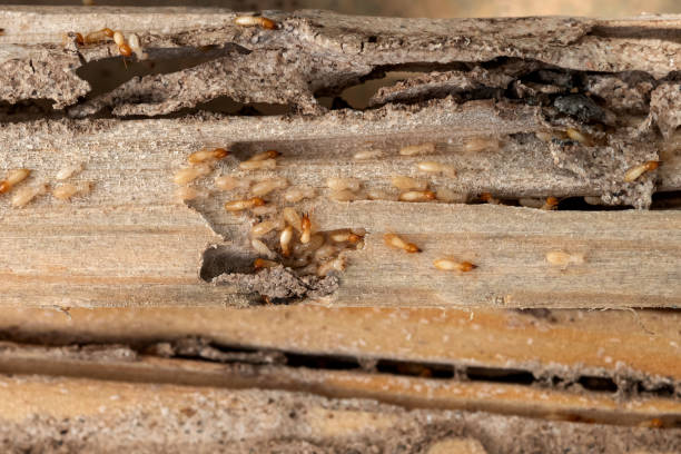 Pest Control Cost in Brookland, AR