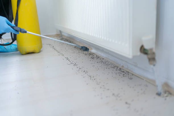 Best Insect Control  in Brookland, AR